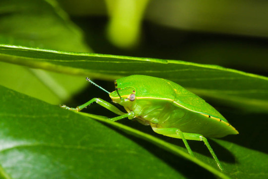 綠蝽或盾蟲（Nezara viridula）。