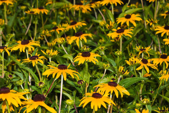 Black eyed Susan（Rudbeckia hirta）