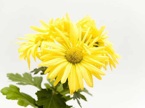黃色的雛菊