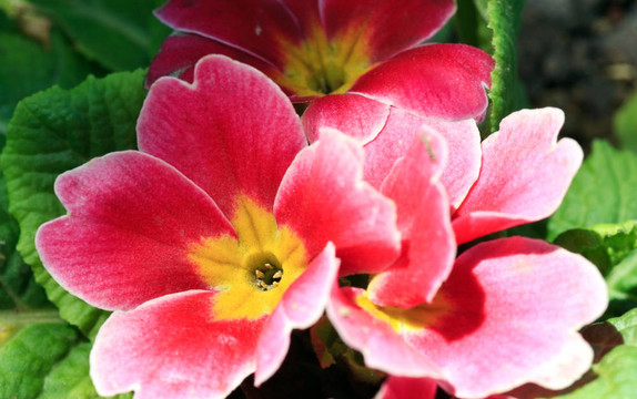 報(bào)春花