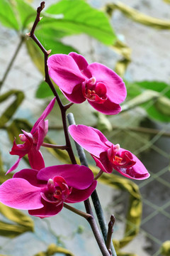 蘭花