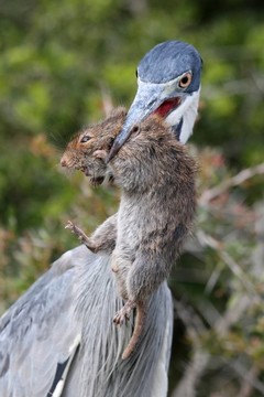 蒼鷺鳥鼠喙