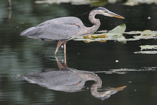 大藍(lán)鷺（Ardea herodias）