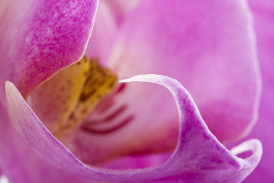 miltoniopsis蘭花