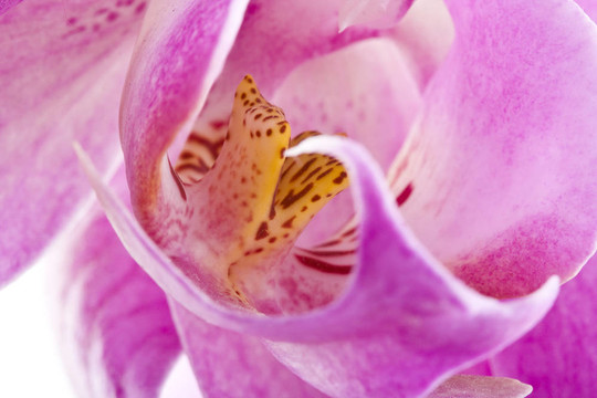 miltoniopsis蘭花