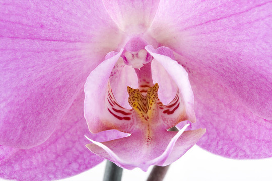 miltoniopsis蘭花
