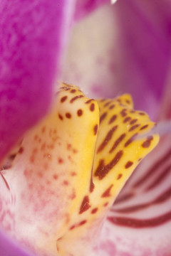 miltoniopsis蘭花