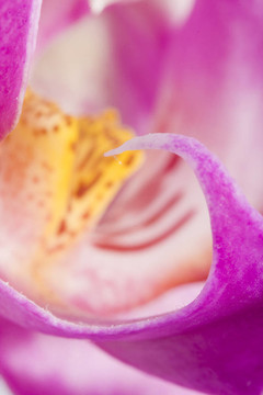 miltoniopsis蘭花