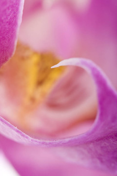 miltoniopsis蘭花
