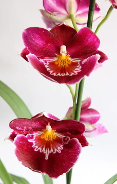 miltoniopsis蘭花