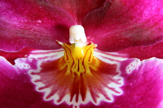 miltoniopsis蘭花