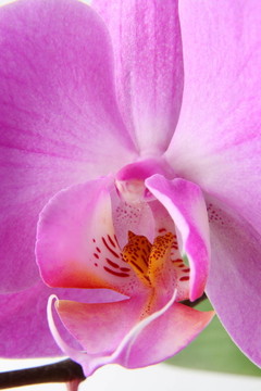 miltoniopsis蘭花