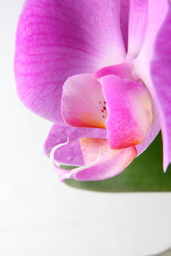 miltoniopsis蘭花