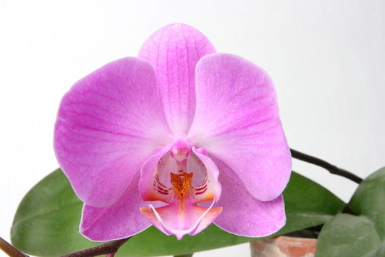 miltoniopsis蘭花