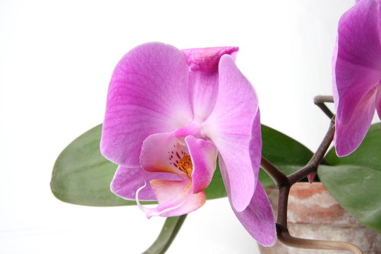 miltoniopsis蘭花
