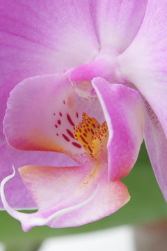 miltoniopsis蘭花