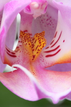 miltoniopsis蘭花