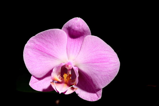 miltoniopsis蘭花