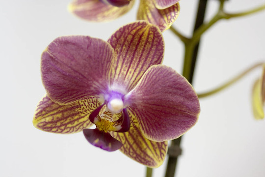 miltoniopsis蘭花