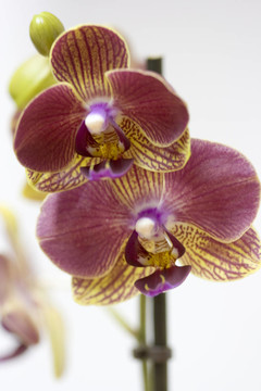 miltoniopsis蘭花