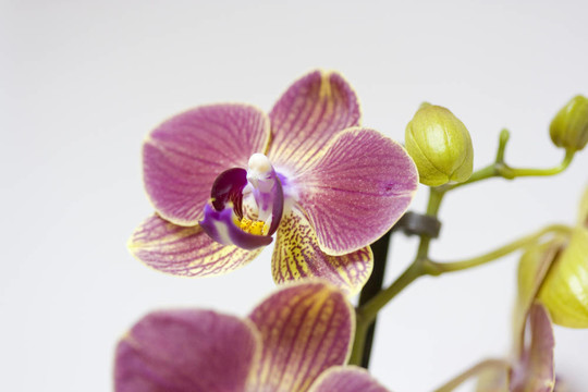 miltoniopsis蘭花