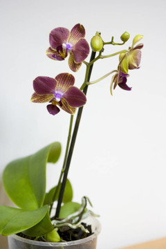 miltoniopsis蘭花