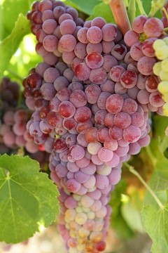 紅酒紅葡萄場