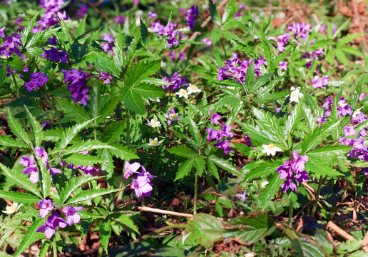 春天的藍(lán)色的花在林間空地
