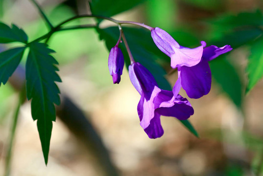 小春藍花（宏）