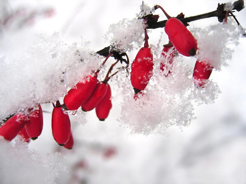 雪中的伏?；? style=
