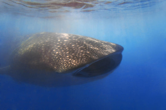 whaleshark