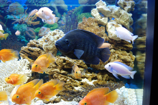 魚缸里的魚