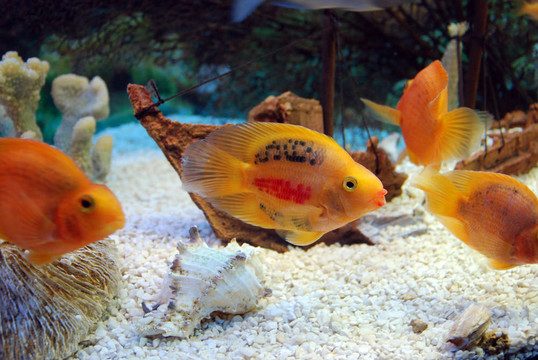 魚缸里的魚