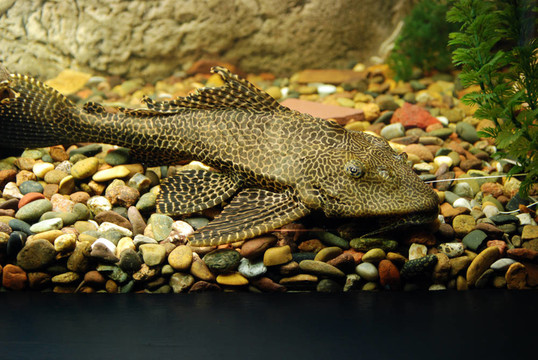 魚缸里的魚