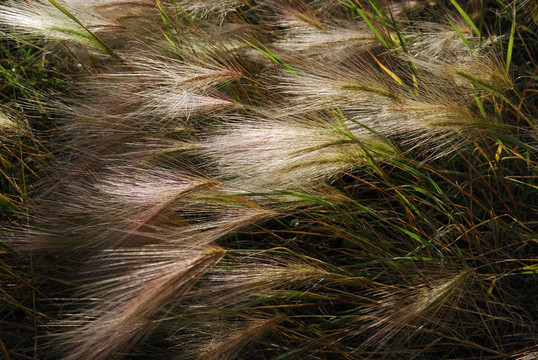 Foxtail Barley（大麥jubatum）