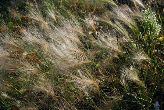 Foxtail Barley（大麥jubatum）