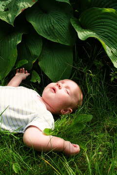 嬰兒的睡眠花園