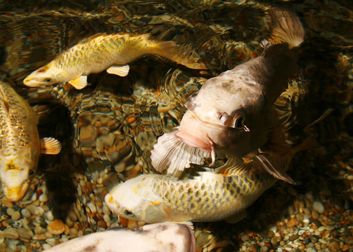 錦鯉魚