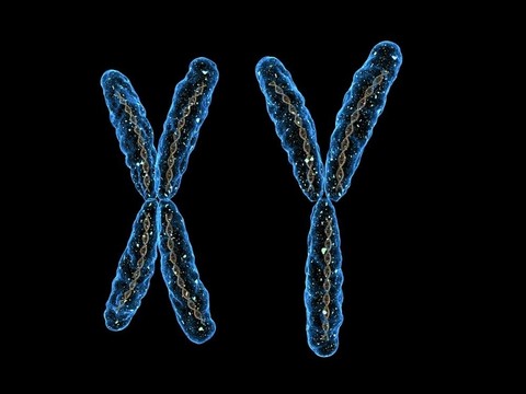 XY染色體