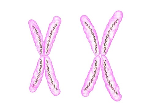 XX染色體