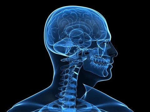 人類的大腦