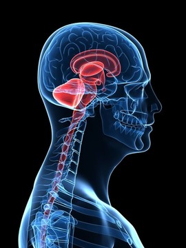 人類的大腦