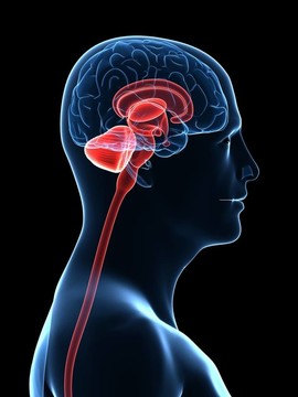 人類的大腦