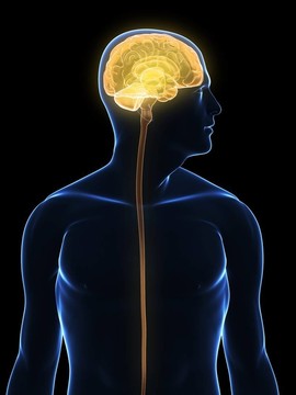 人類的大腦