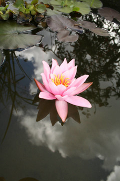 水百合花