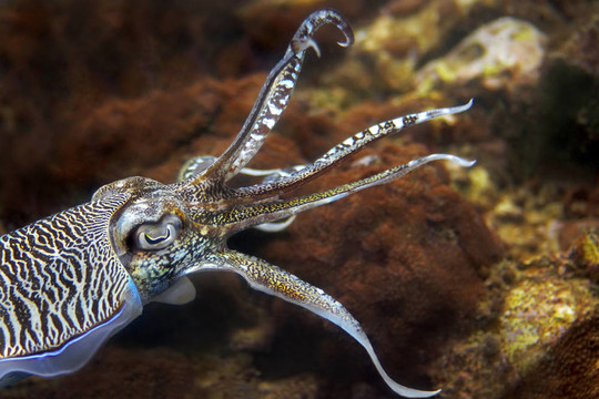 墨魚