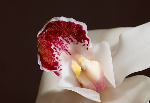 白蘭花