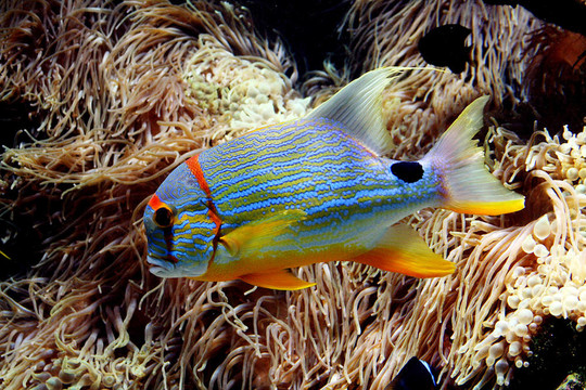 熱帶魚(yú)