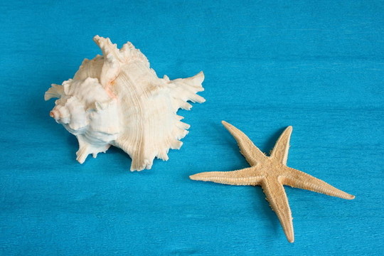 白色的貝殼和海星