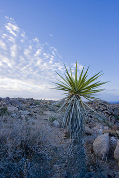 絲蘭在Joshua Tree